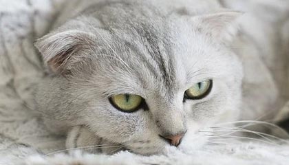 开云中国：奢华与创新的完美融合