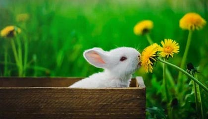 开云中国：奢华与创新的完美融合